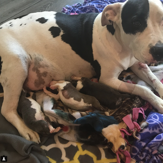 Una perra recién parida es abandonada y adopta a una …