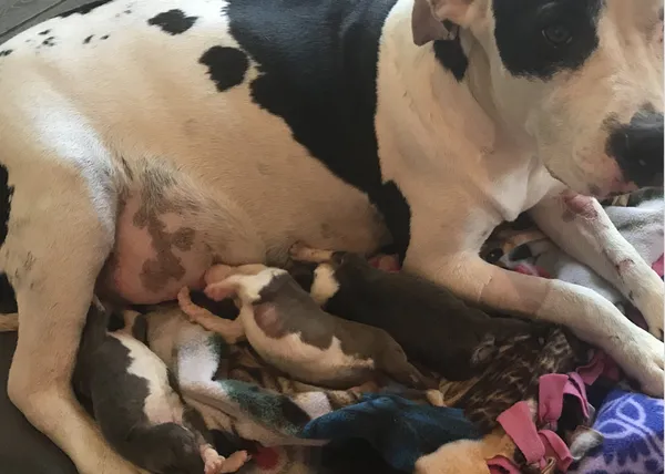 Una perra recién parida es abandonada y adopta a una camada de cachorrotes también abandonados 