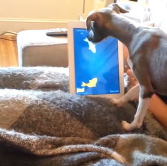 Los perros tecnológicos: canes enganchados a los juegos de iPad