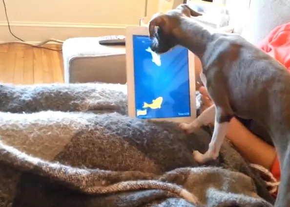 Los perros tecnológicos: canes enganchados a los juegos de iPad