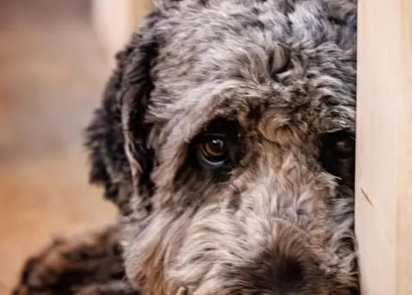 Aumenta el uso de castigos en la educación de los cachorros comprados durante la pandemia