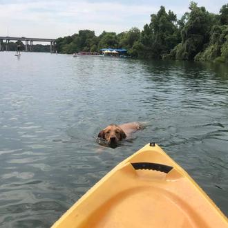 Varios perros han muerto en diversos lagos de EEUU (y …