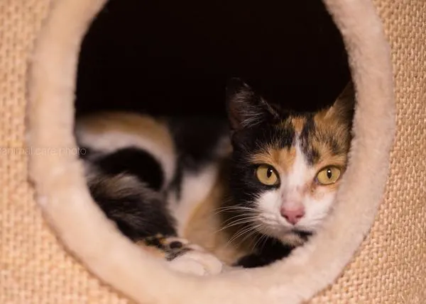 SrPerro se pone gatuno por una buena causa, echar una pata a Natacha