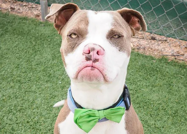 El perro cuya (zampable) cara de gruñón consiguió que encontrara una familia