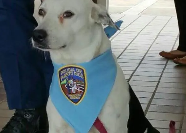 Un perro maltratado y callejero se convierte en perro policía honorario