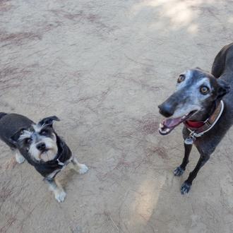 Cómo evitar que tu perro engorde tras la esterilización