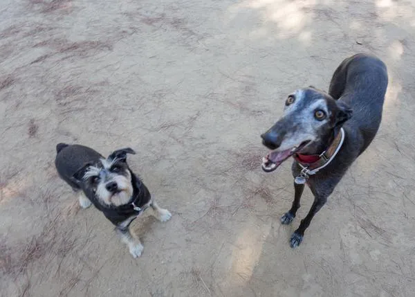 Cómo evitar que tu perro engorde tras la esterilización