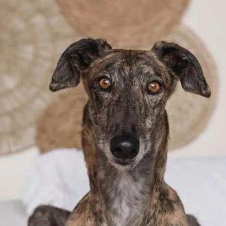¡Súper sorteo solidario de Galgos de la Mancha! Podéis conseguir …