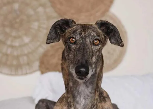 ¡Súper sorteo solidario de Galgos de la Mancha! Podéis conseguir cantidad de regalos chulos (hasta el 24/7/25)