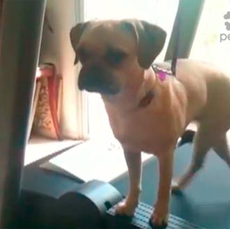 Los perros también van al gimnasio