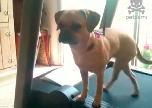 Los perros también van al gimnasio