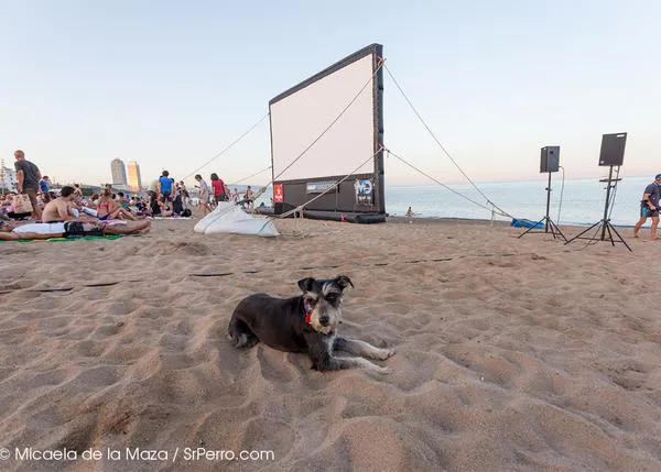 Agenda SrPerro verano: cine, tapas, exposiciones, chapuzones caninos, mercadillos... y ¡de cañas con el can!