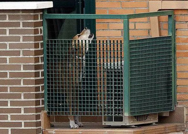 El perro del ébola en EEUU y Excalibur en España, la diferencia crucial