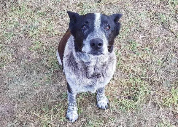 Un perro 