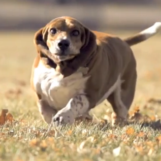 Una Basset Hound a la carrera y a cámara lenta
