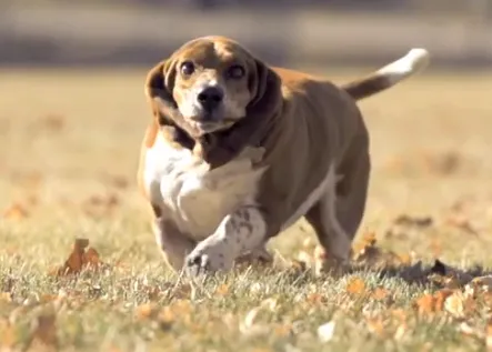 Una Basset Hound a la carrera y a cámara lenta
