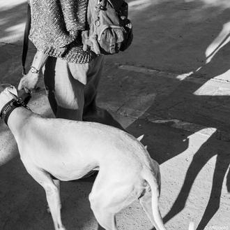 Cortar la cola a un perro, ¿es legal? ¿puede ser …