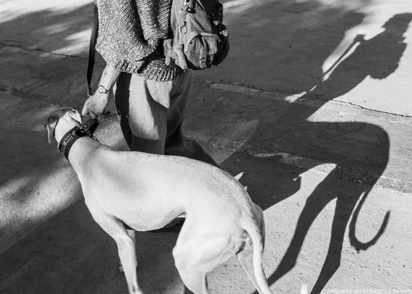 Cortar la cola a un perro, ¿es legal? ¿puede ser beneficioso para su salud? ¿por qué no es recomendable?