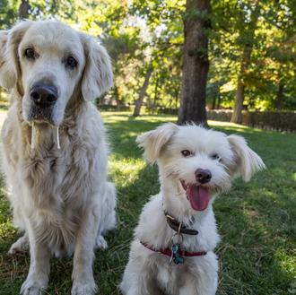 El refuerzo positivo y los premios sanos para perros