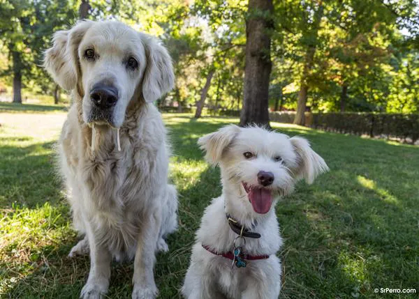 El refuerzo positivo y los premios sanos para perros