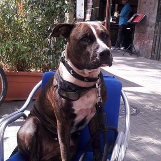 Convocada una concentración tras la muerte de otra perra abatida …