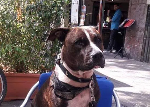 Convocada una concentración tras la muerte de otra perra abatida por disparos de la Guàrdia Urbana en Barcelona
