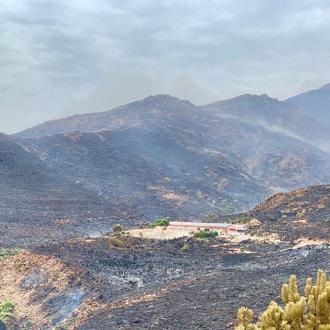 Pequeño milagro para la protectora ADANA en Estepona: el fuego …