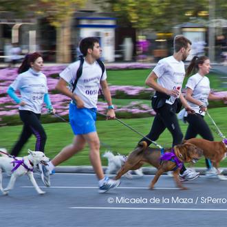 Perrotón 2012: las fotos de la divertida carrera solidaria en …