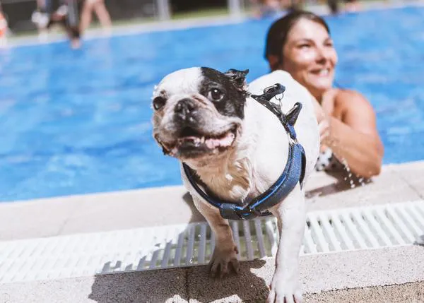 Tres planazos fresquitos y solidarios en Madrid: chapuzones con perro al final del verano 