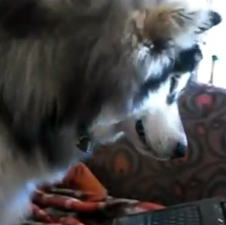 Los canes en la era youtube (o el SrPerro que …