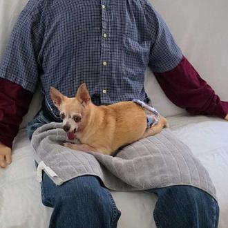 La eficaz y peculiar solución para que un chihuahua anciano …