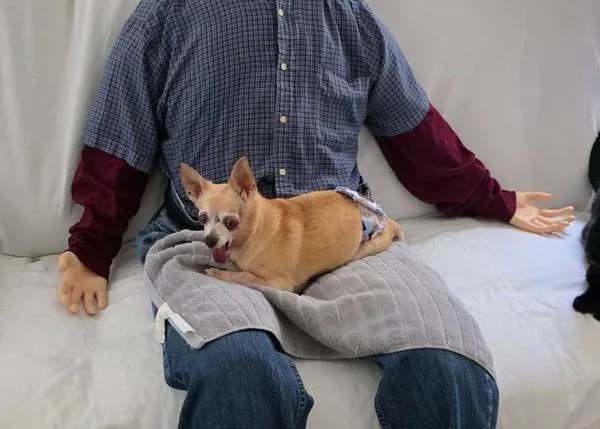 La eficaz y peculiar solución para que un chihuahua anciano no sufra ansiedad: un maniquí de apoyo emocional