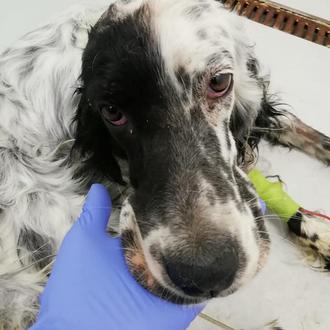 Con el cráneo perforado, desnutrida, sucia y deshidratada... pero gracias …