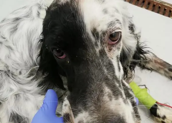 Con el cráneo perforado, desnutrida, sucia y deshidratada... pero gracias a Rescatadog Granada, Mosca se está recuperando