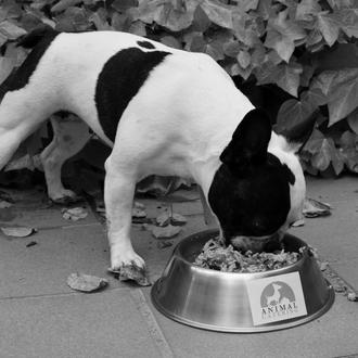 La alimentación natural para perros que se ve, se huele …