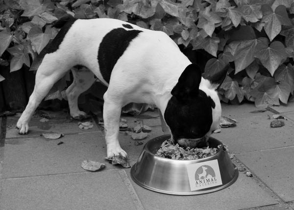 La alimentación natural para perros que se ve, se huele ¡y se reconoce!