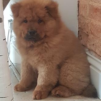 Bungle, el cachorro de Chow Chow que mordió a un …