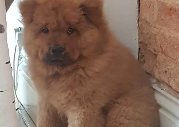 Bungle, el cachorro de Chow Chow que mordió a un policía, vuelve a casa tras pasar cinco días 