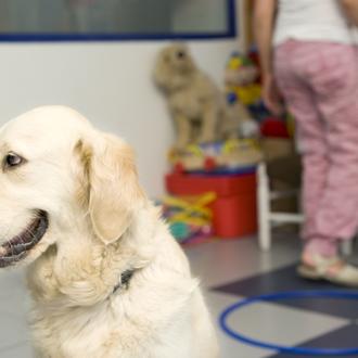 Buddies: Fundación Affinity lleva las terapias con animales a los …