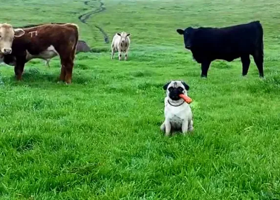 El Carlino Verde, el perro que recoge basura, el Can desenchufador y otros 
