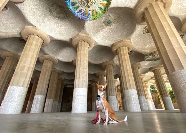 El problema de Barcelona con los perros: ahora van a prohibir el acceso a las zonas más turísticas de Park Güell