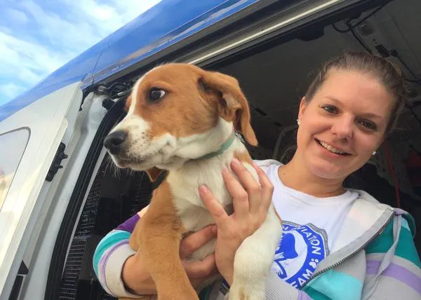 Por aire y por tierra: una organización de voluntarios salva a más de 3800 perros
