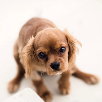 ¿Más pena por maltratar a un animal que a una …