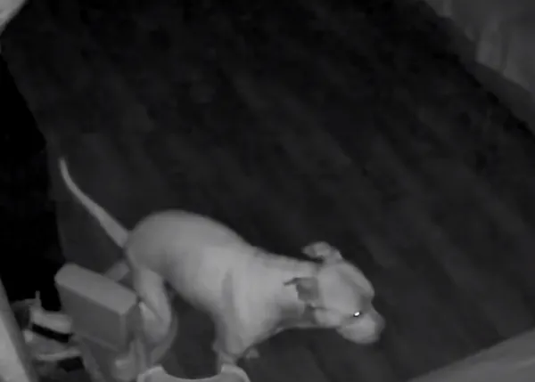 Una (hilarante) escena captada por una cámara de seguridad: un perro muy listo y un orinal de lo más oportuno