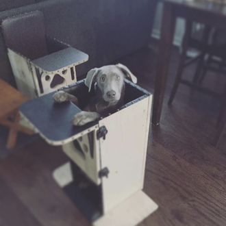 Los perros que tienen que comer de pie: la historia …