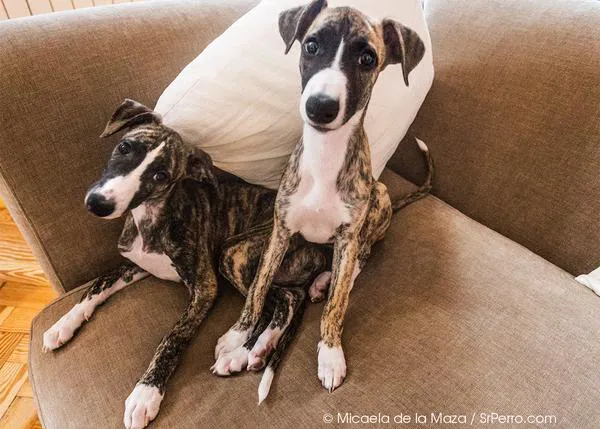 SrPerro con Guillaume y Colin, dos bellos y juguetones cachorros de Whippet 