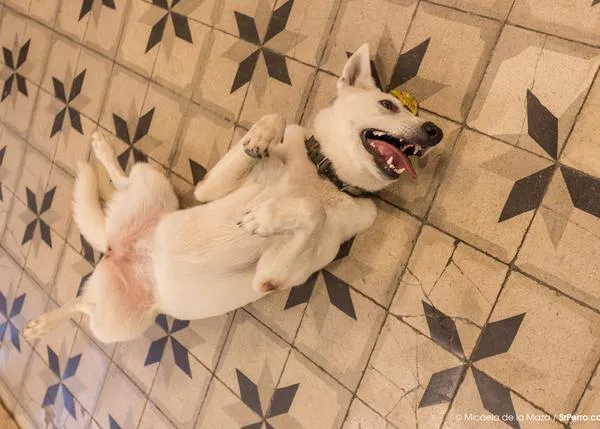 ¿Es recomendable que una perra tenga una camada antes de ser esterilizada?