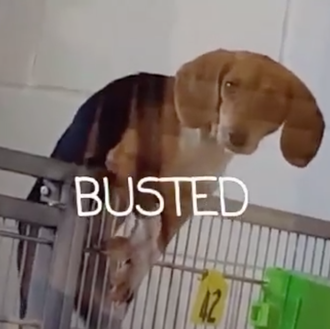 Una beagle escapista se convierte en Spider - Beagle antes de …