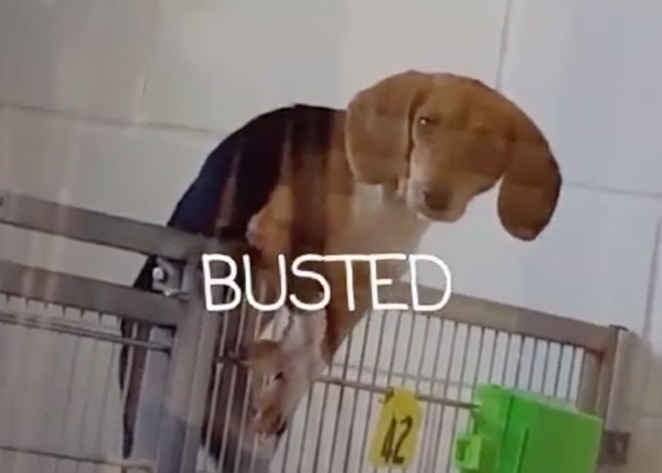 Una beagle escapista se convierte en Spider - Beagle antes de ser adoptada 