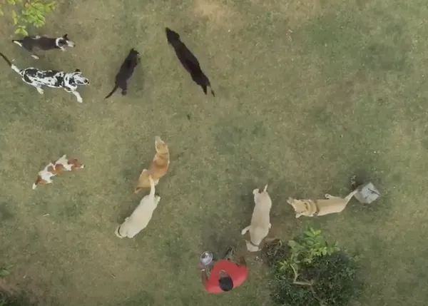 Personas que cambian el mundo de los perros: el hombre tras el mayor santuario de India donde cuidan de más de 1400 canes